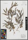 Foto von Salix alba L.